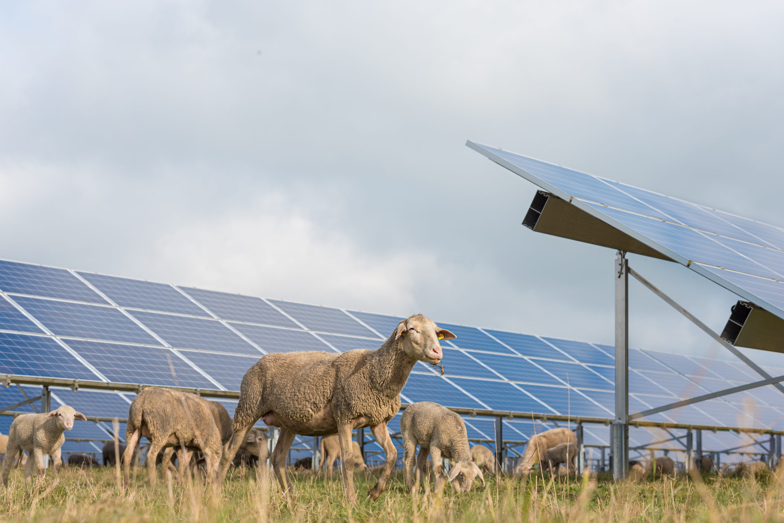 Sheep Grazing around Solar Panels