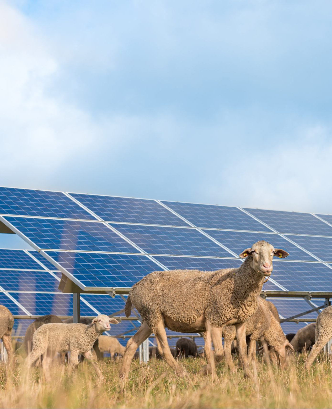 Sheeps Grazing around Solar Panels